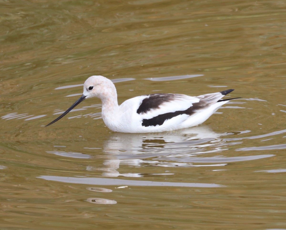 American Avocet - ML632173060
