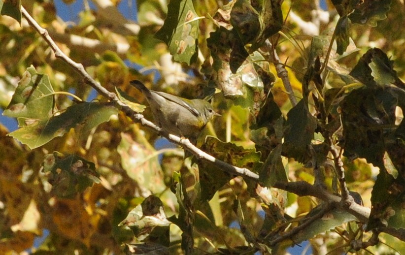 Northern Parula - ML632173061