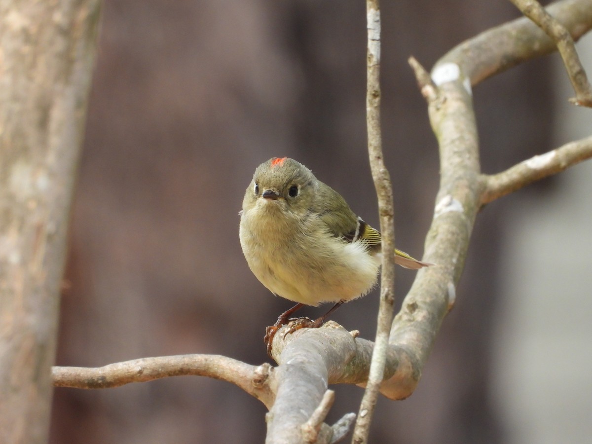 Ruby-crowned Kinglet - ML632173109