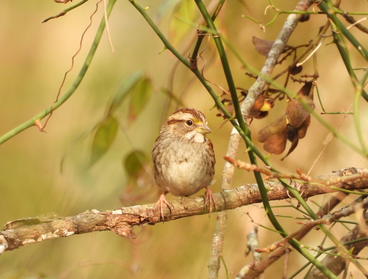 White-throated Sparrow - ML632173385