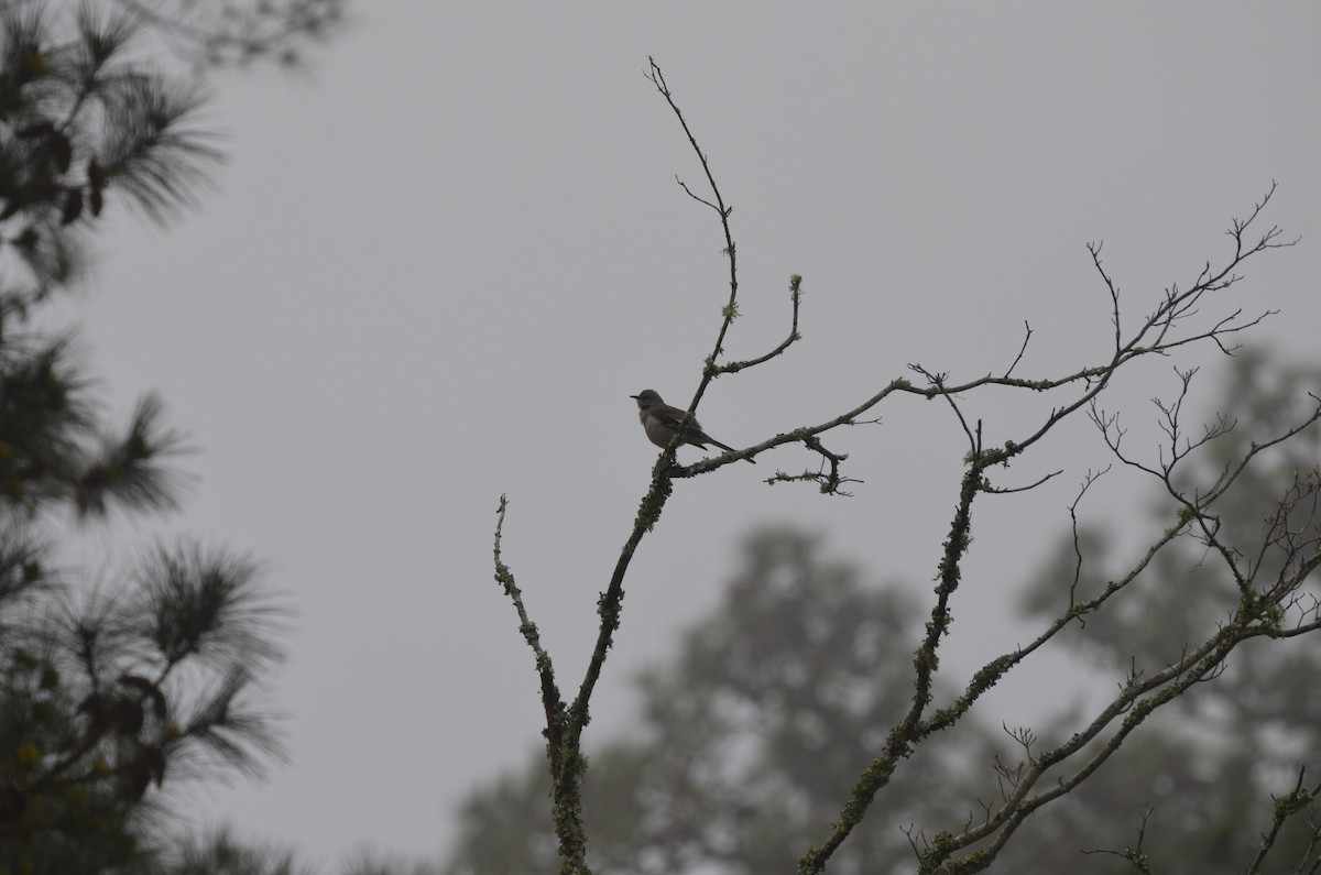 Northern Mockingbird - ML632173401