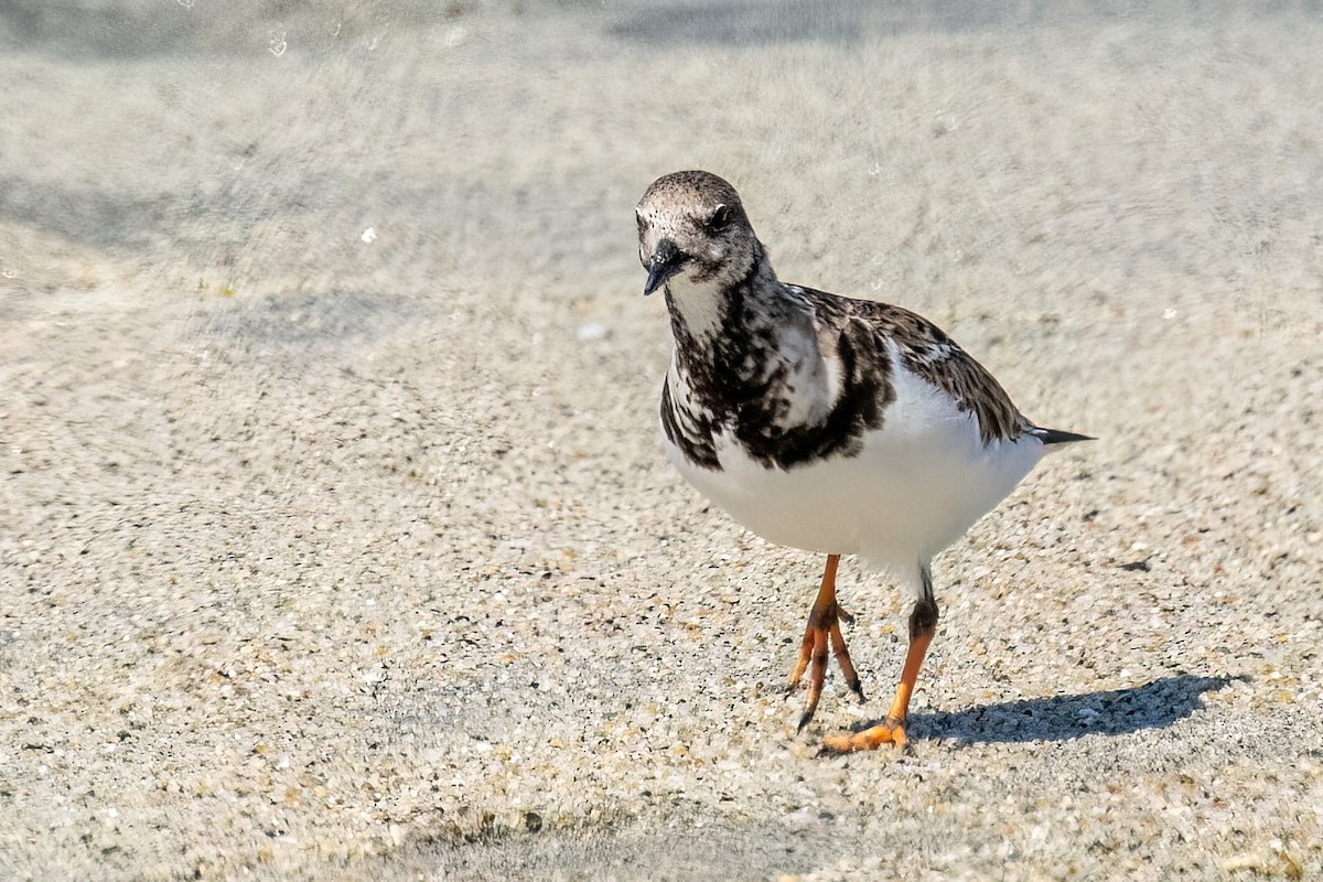 Ruddy Turnstone - Alan Knowles