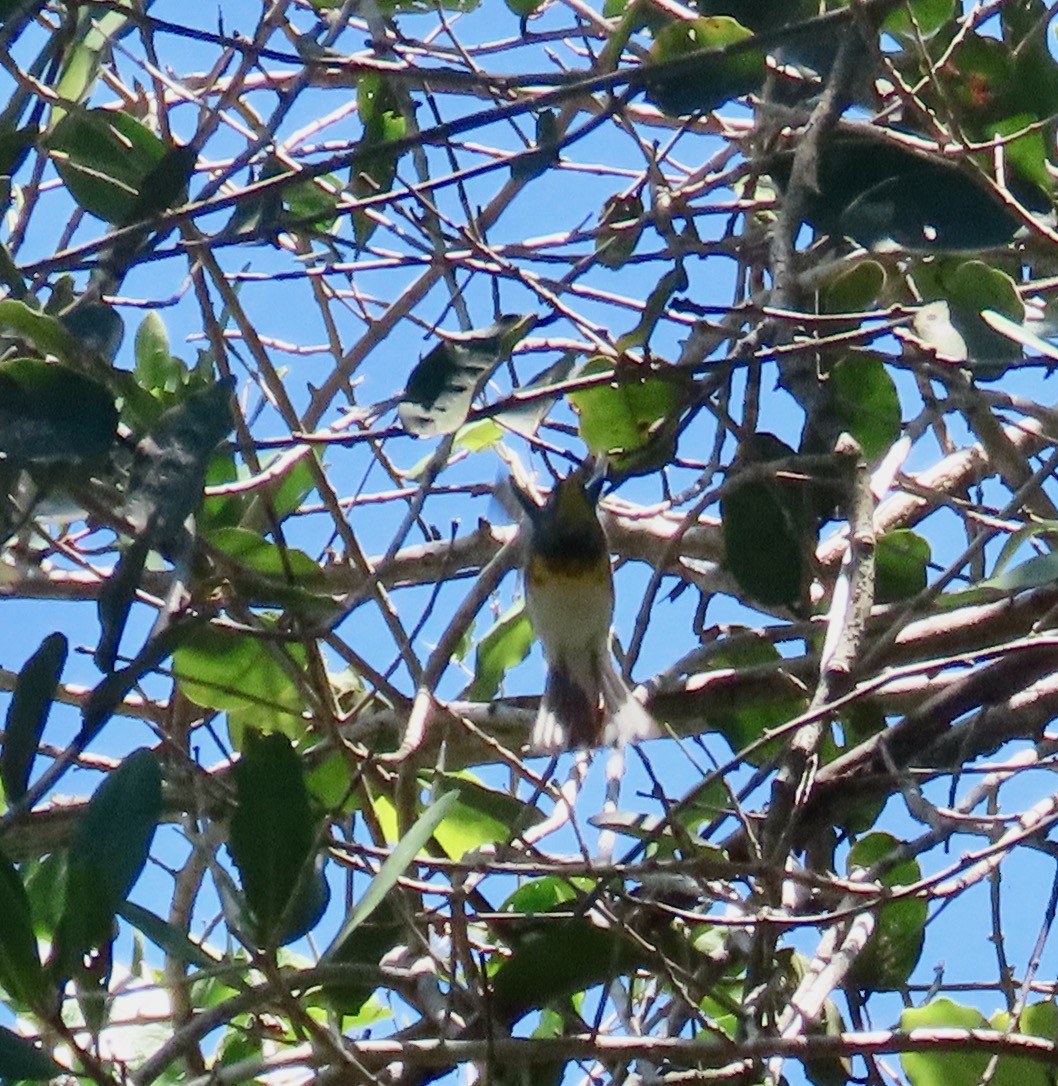 Northern Parula - ML632173658