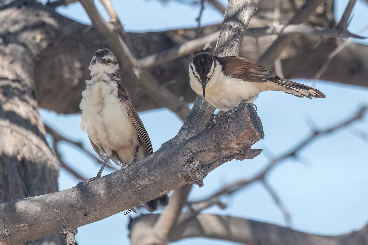 Bicolored Wren - ML632173745