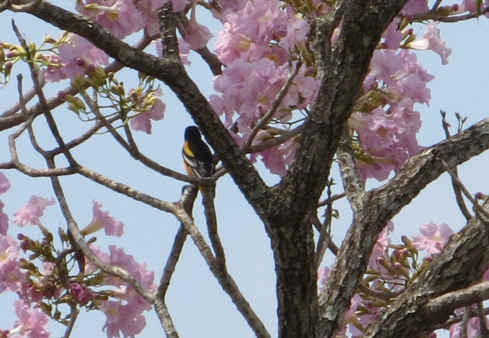 Bar-winged Oriole - ML632173794