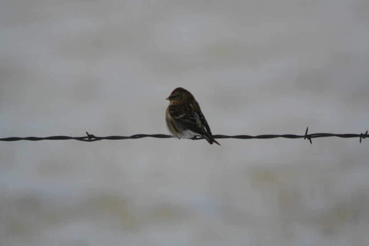 Redpoll (Common) - ML632173820