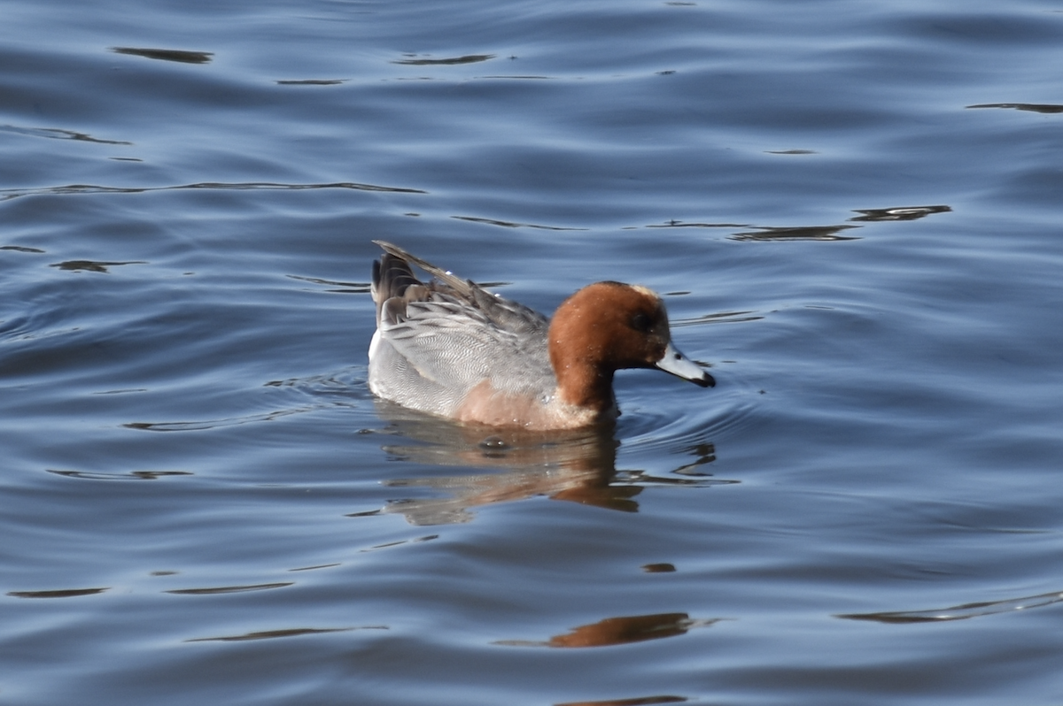 Canard siffleur - ML632174136