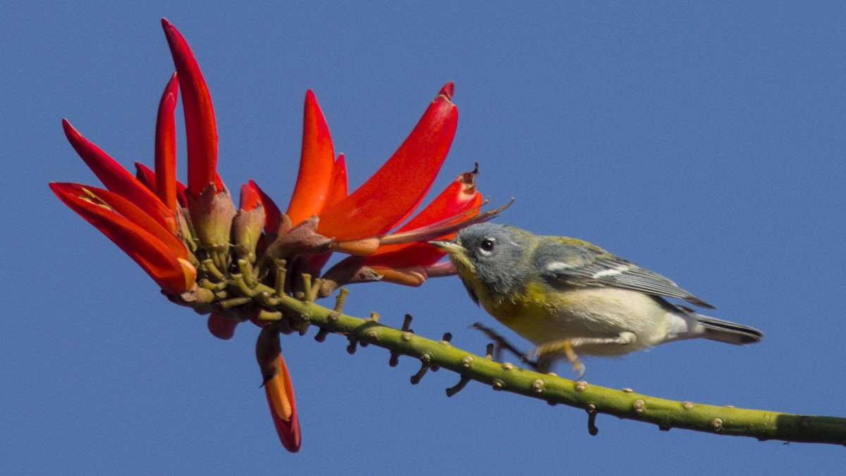 Northern Parula - ML632174164