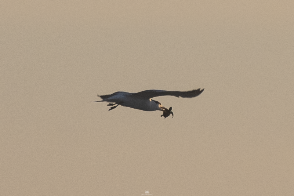 Royal Tern - ML632174226