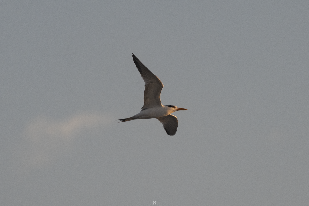 Royal Tern - ML632174227