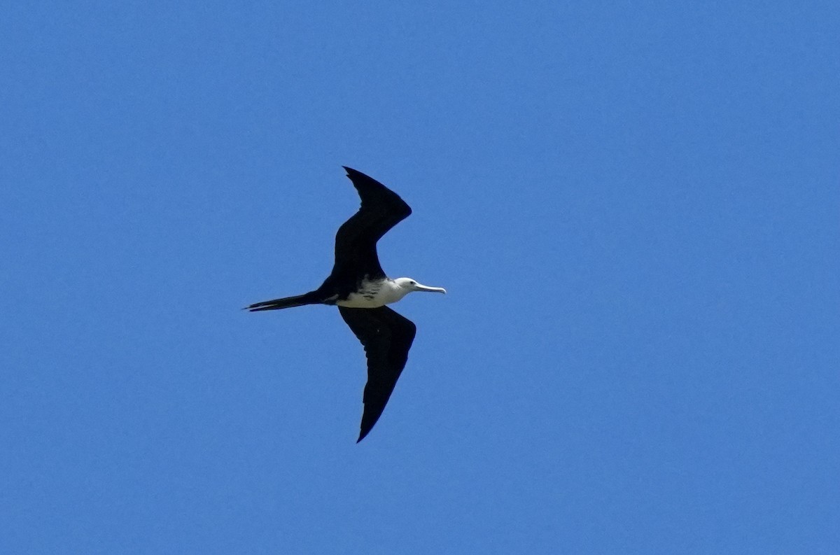 Prachtfregattvogel - ML632174245