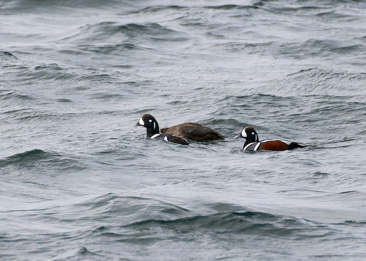 Kragenente - ML632174436