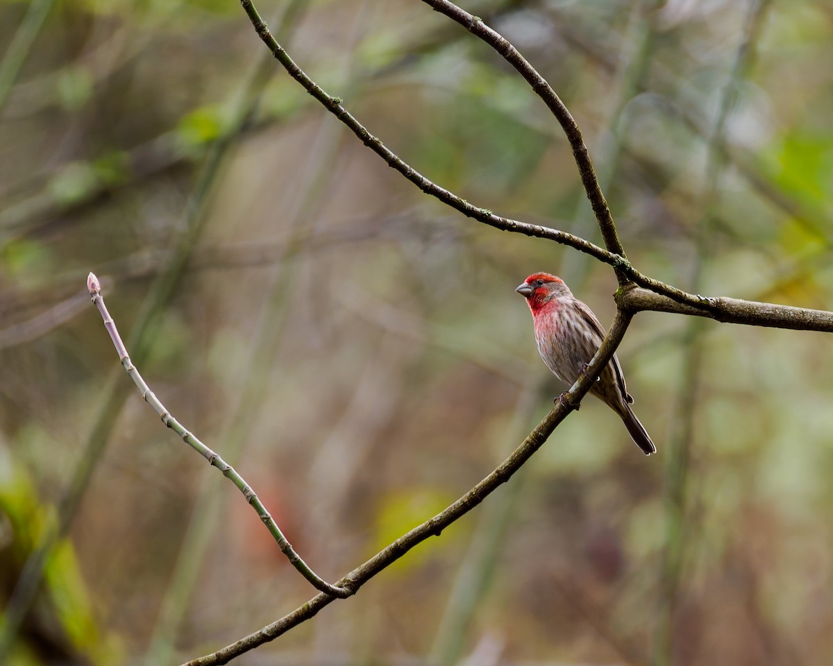 Hausgimpel - ML632174455