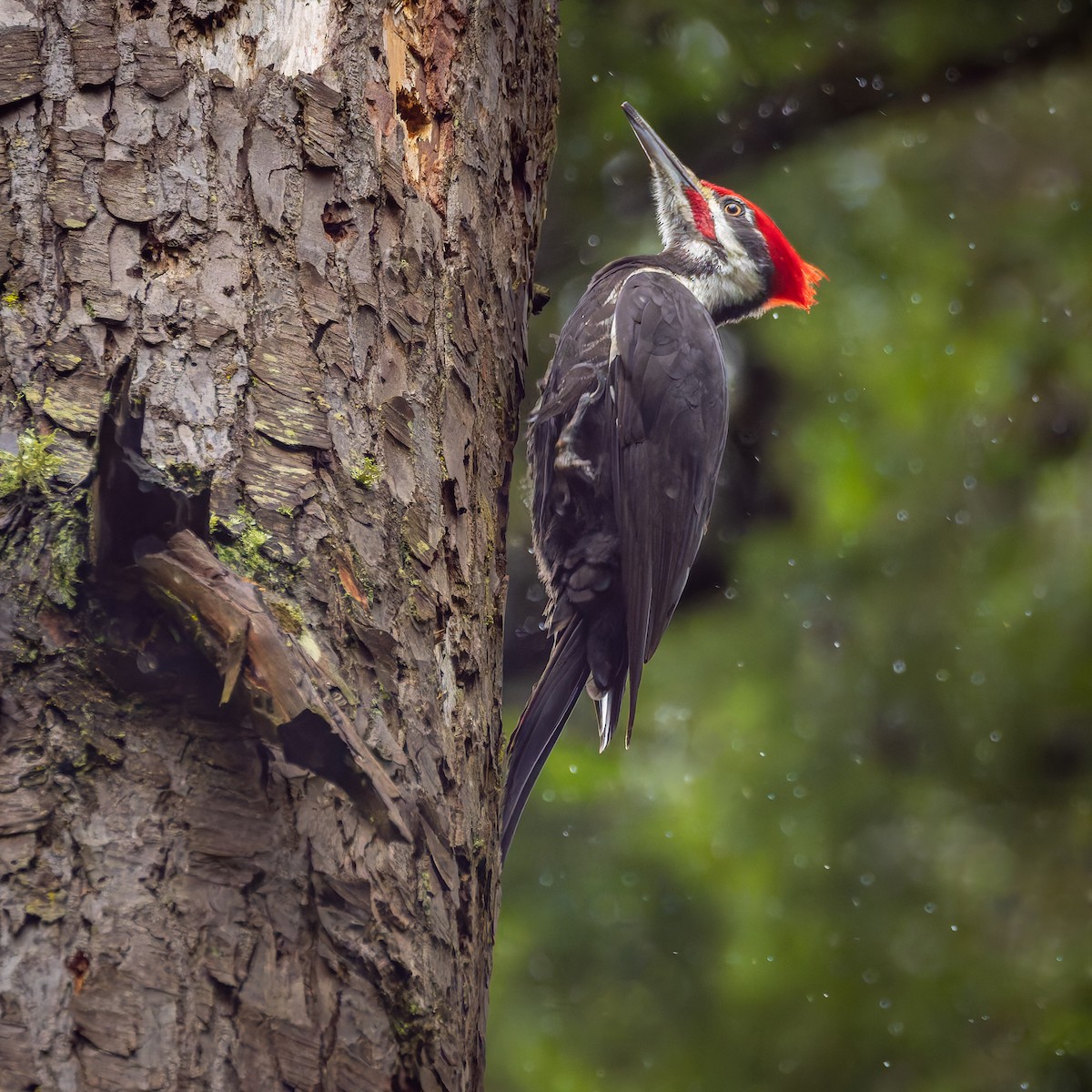 Helmspecht - ML632174506