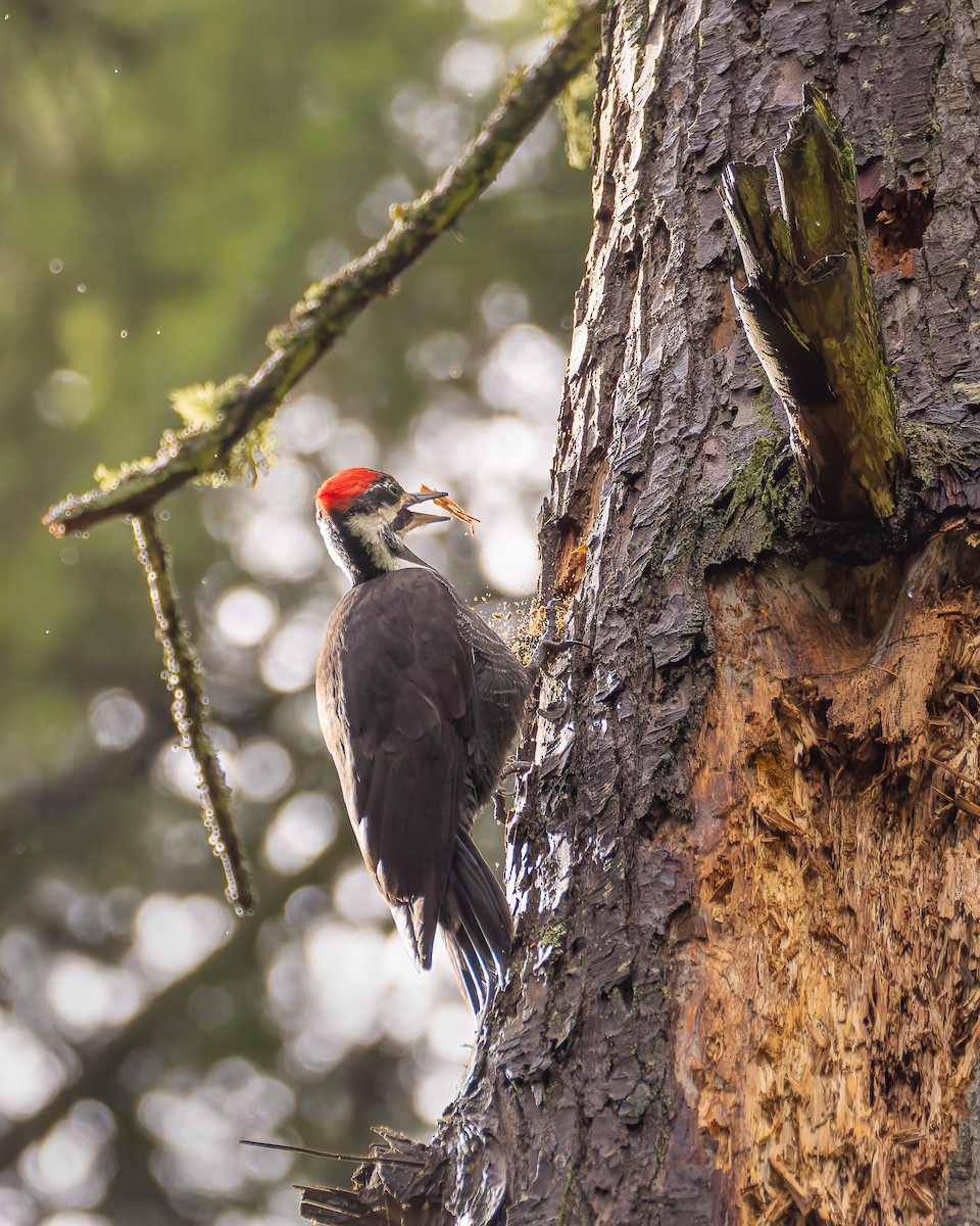 Helmspecht - ML632174507