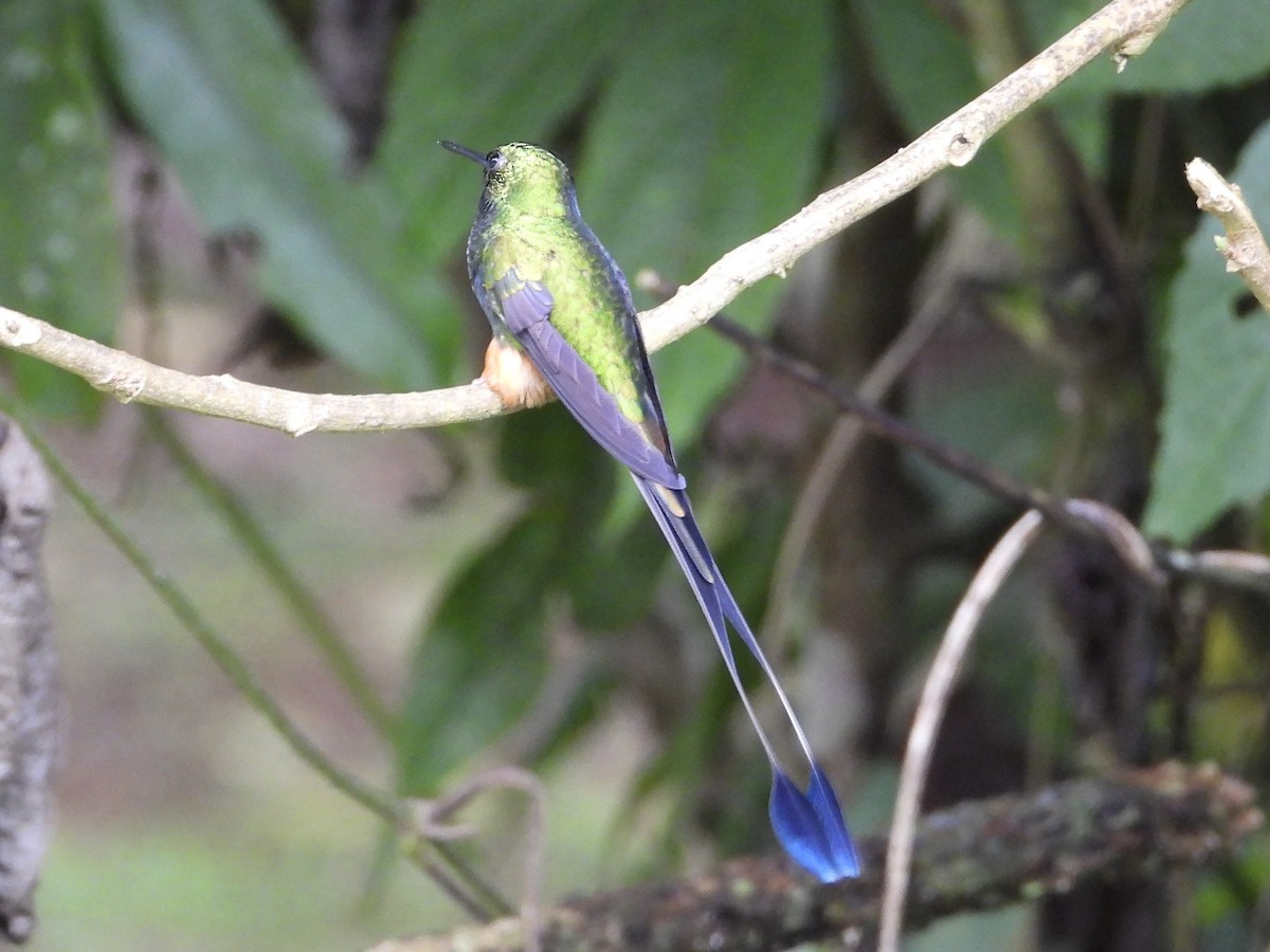 Peruvian Racket-tail - ML632174519