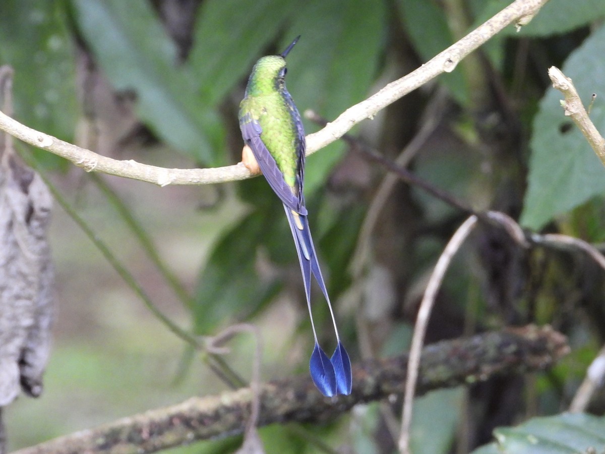 Peruvian Racket-tail - ML632174520