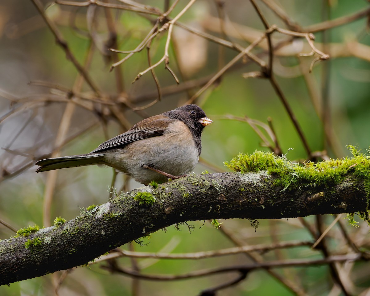 Winterammer - ML632174708