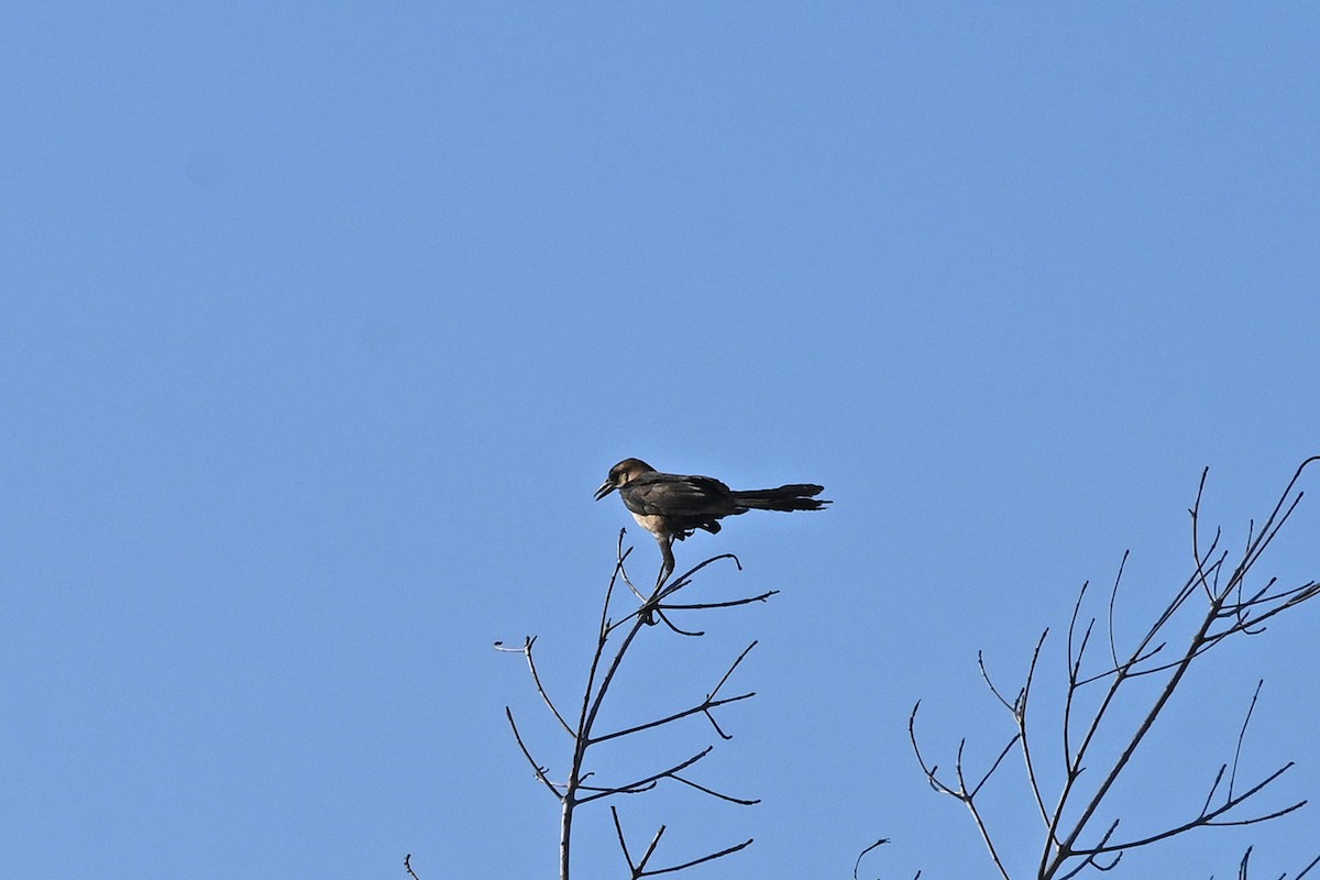grackle sp. - ML632174710