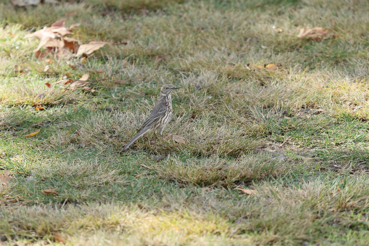 Sage Thrasher - ML632174827