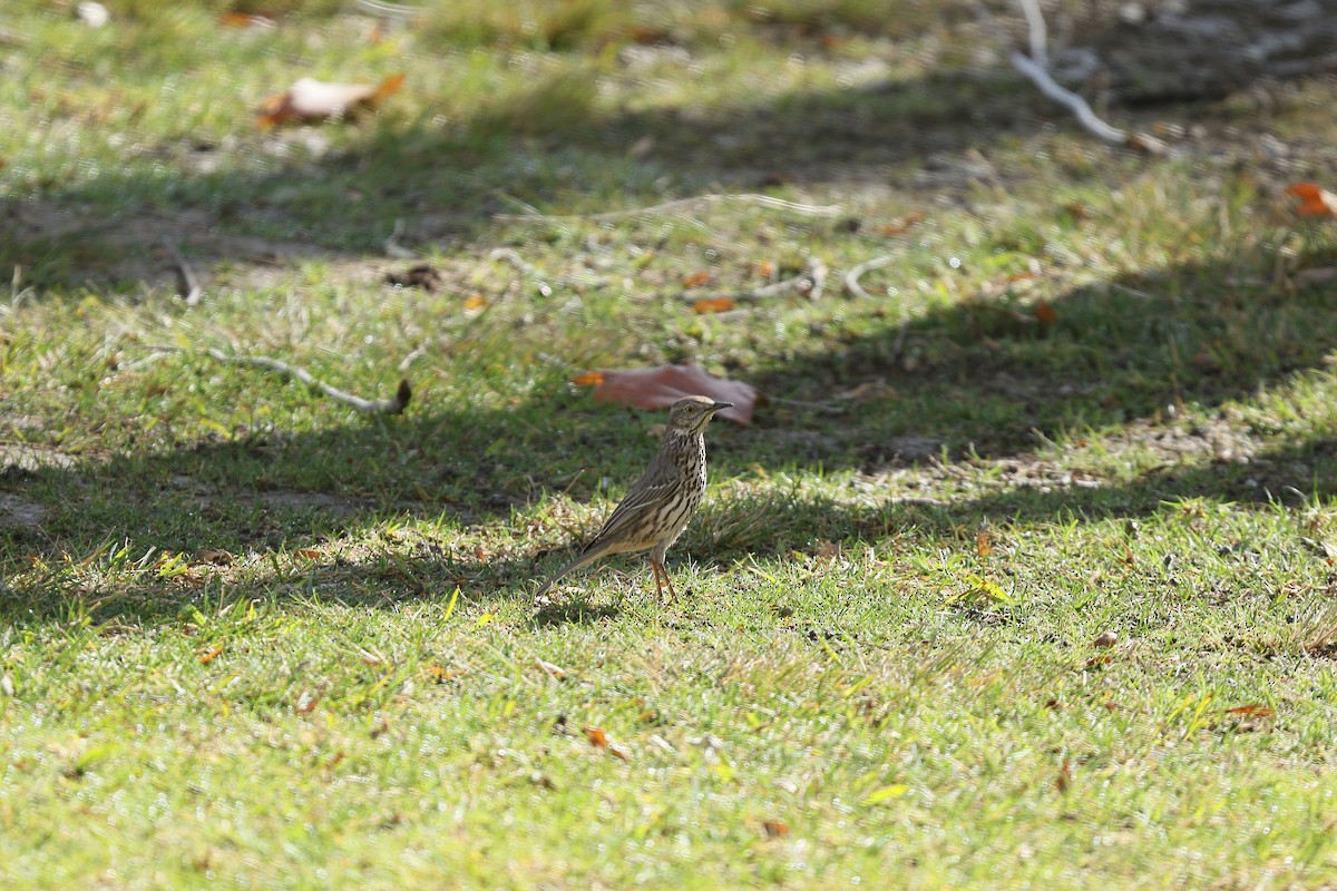 Sage Thrasher - ML632174828