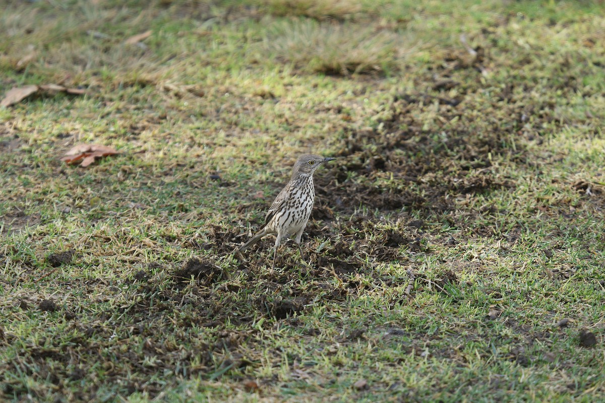 Sage Thrasher - ML632174829