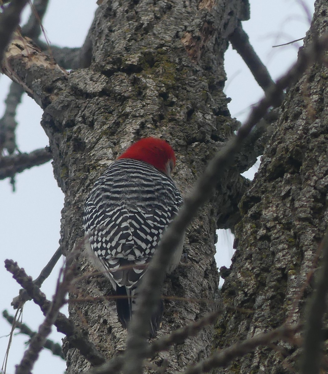 Red-bellied Woodpecker - ML632175014