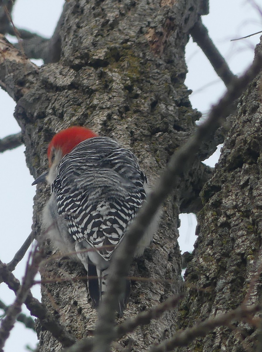 Red-bellied Woodpecker - ML632175015