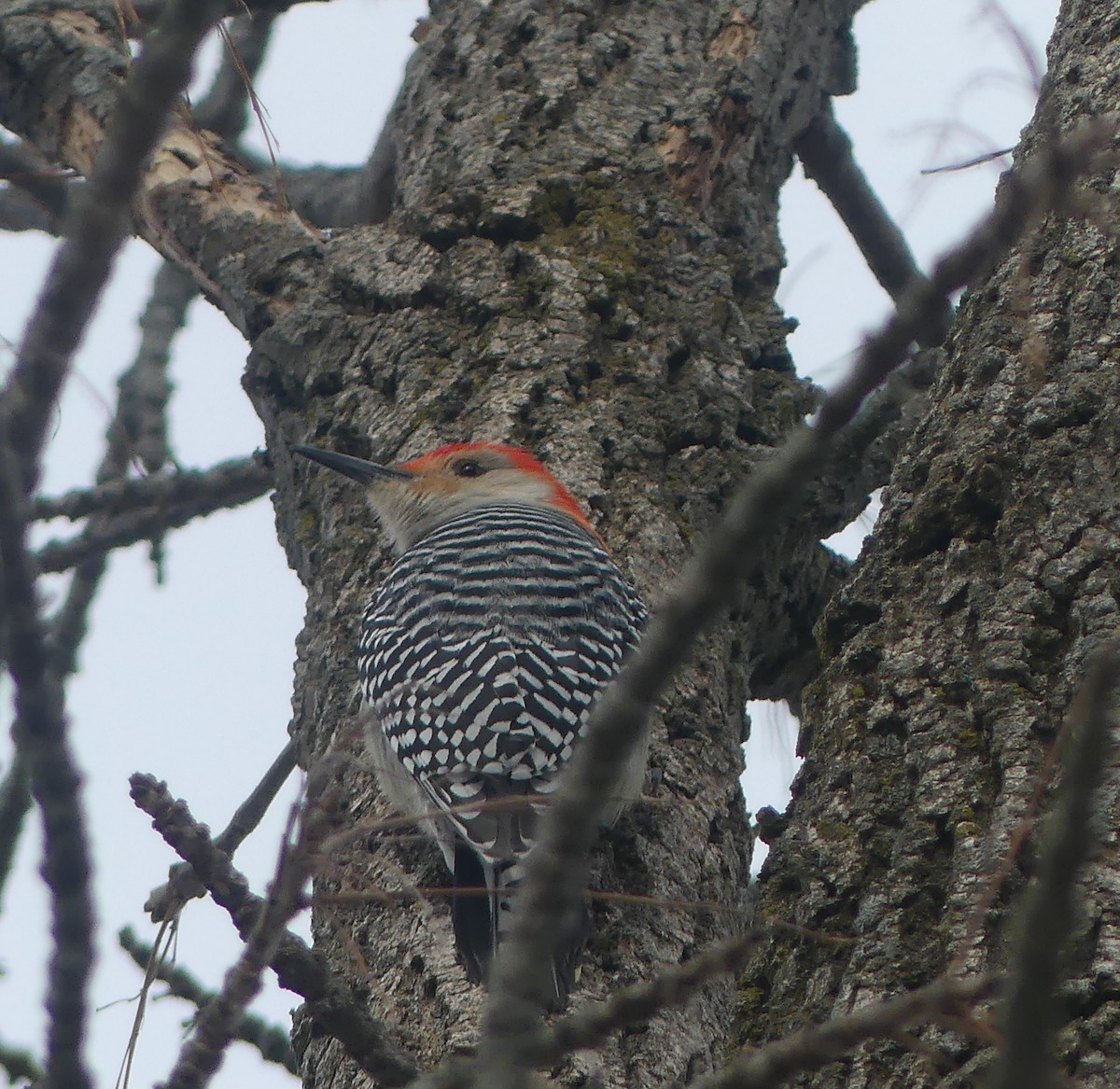 Red-bellied Woodpecker - ML632175016