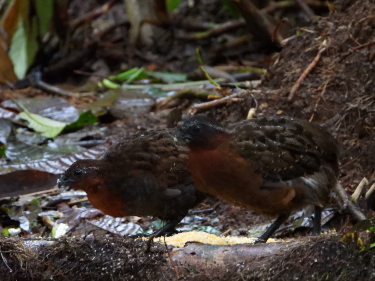 Rufous-breasted Wood-Quail - ML632175067