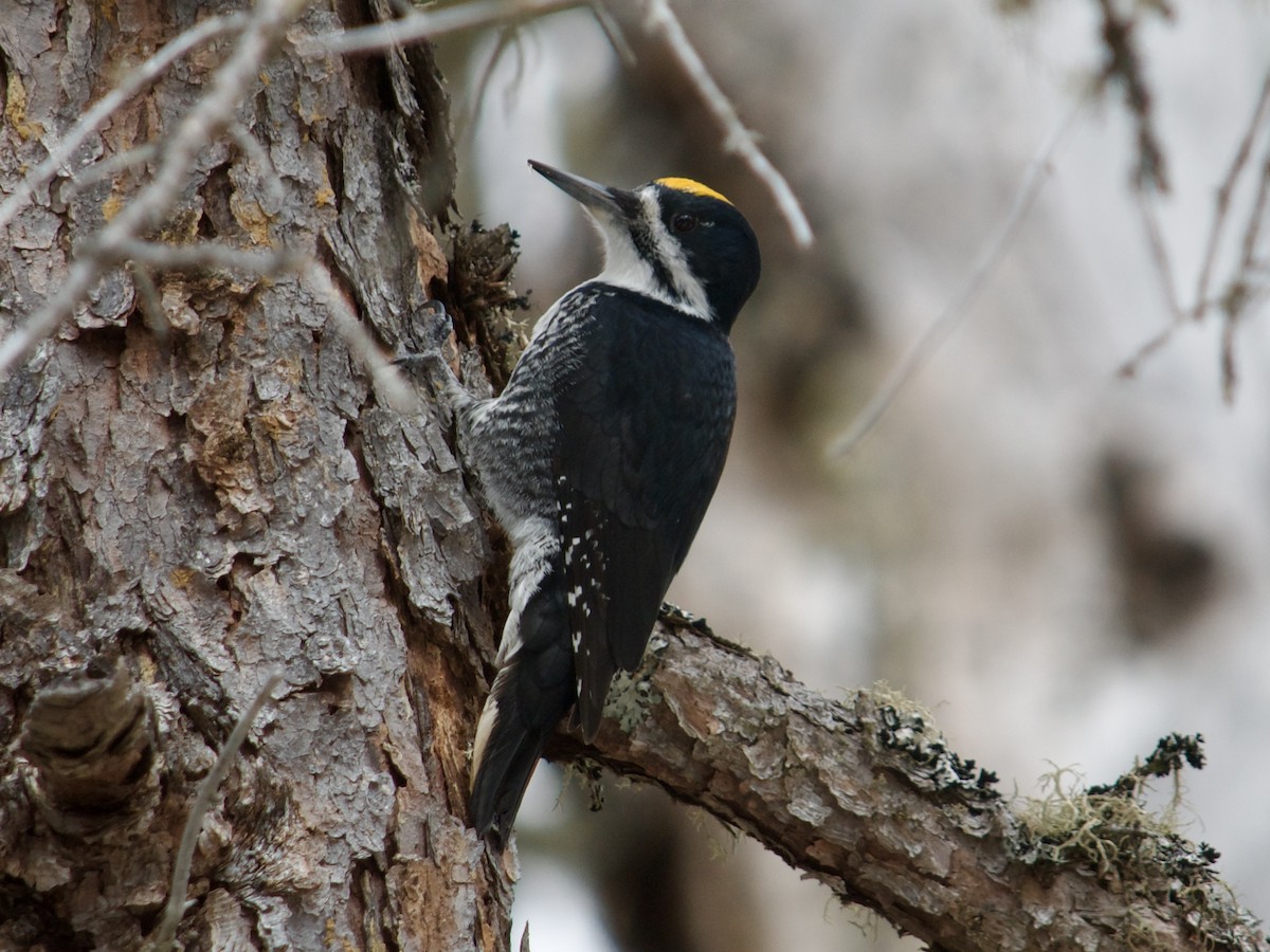 Black-backed Woodpecker - Patricia Patterson