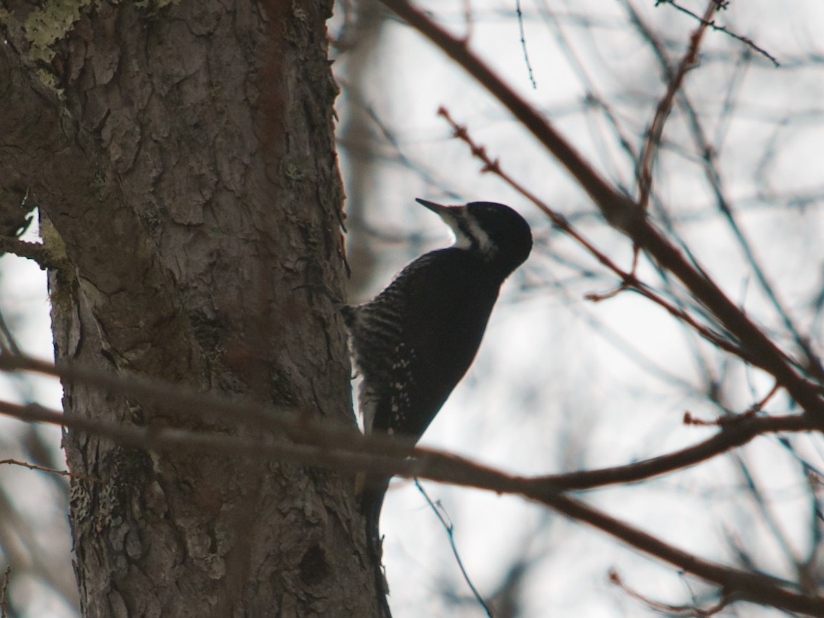 Schwarzrückenspecht - ML632175188