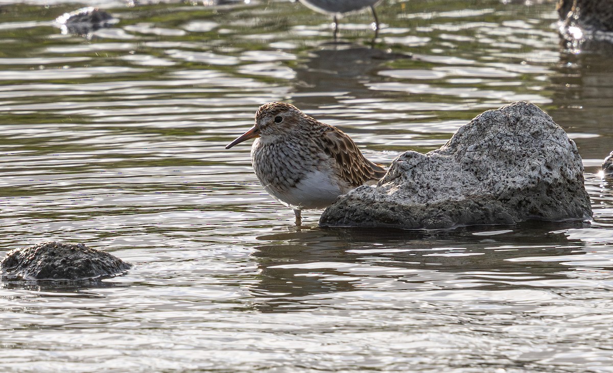 Graubrust-Strandläufer - ML632175268