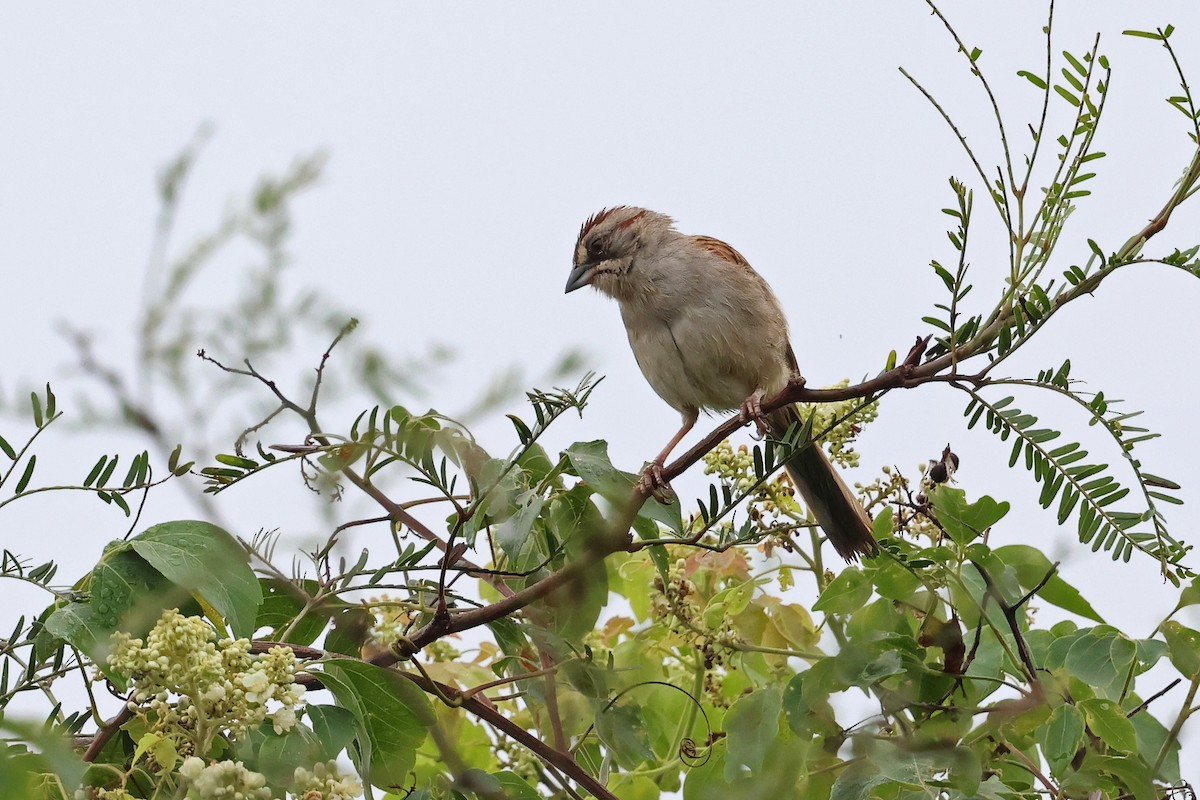Yungas Sparrow - ML632175299