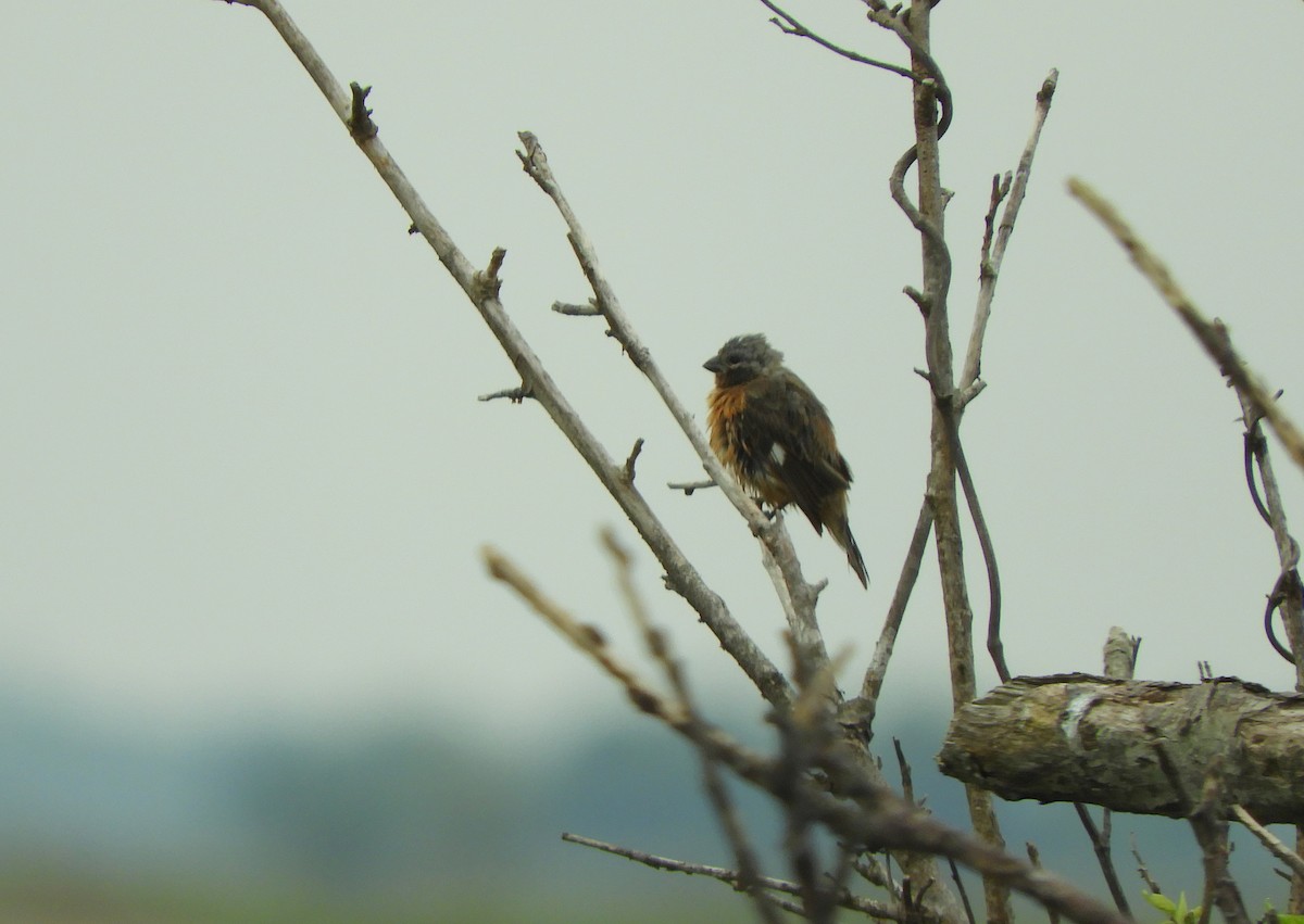 Dark-throated Seedeater - ML632175429