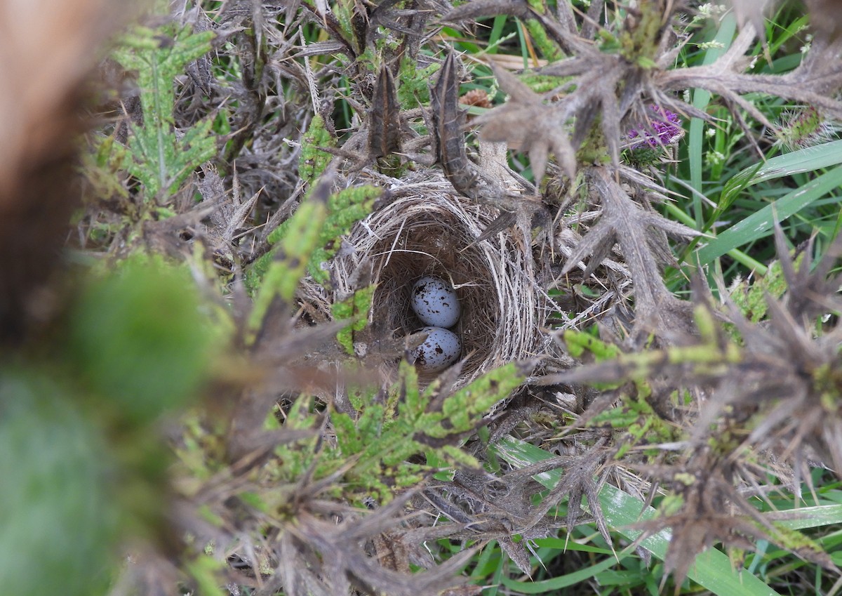 Dark-throated Seedeater - ML632175431