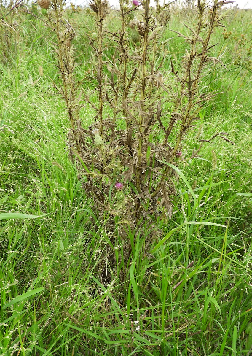 Dark-throated Seedeater - ML632175435