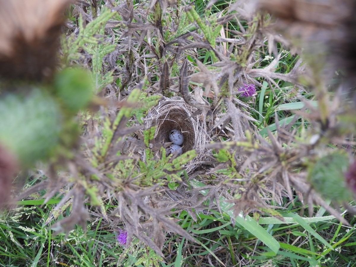 Dark-throated Seedeater - ML632175446