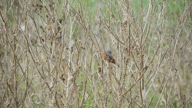 Dark-throated Seedeater - ML632175573