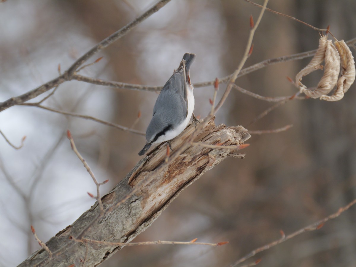 Eurasian Nuthatch - ML632175588