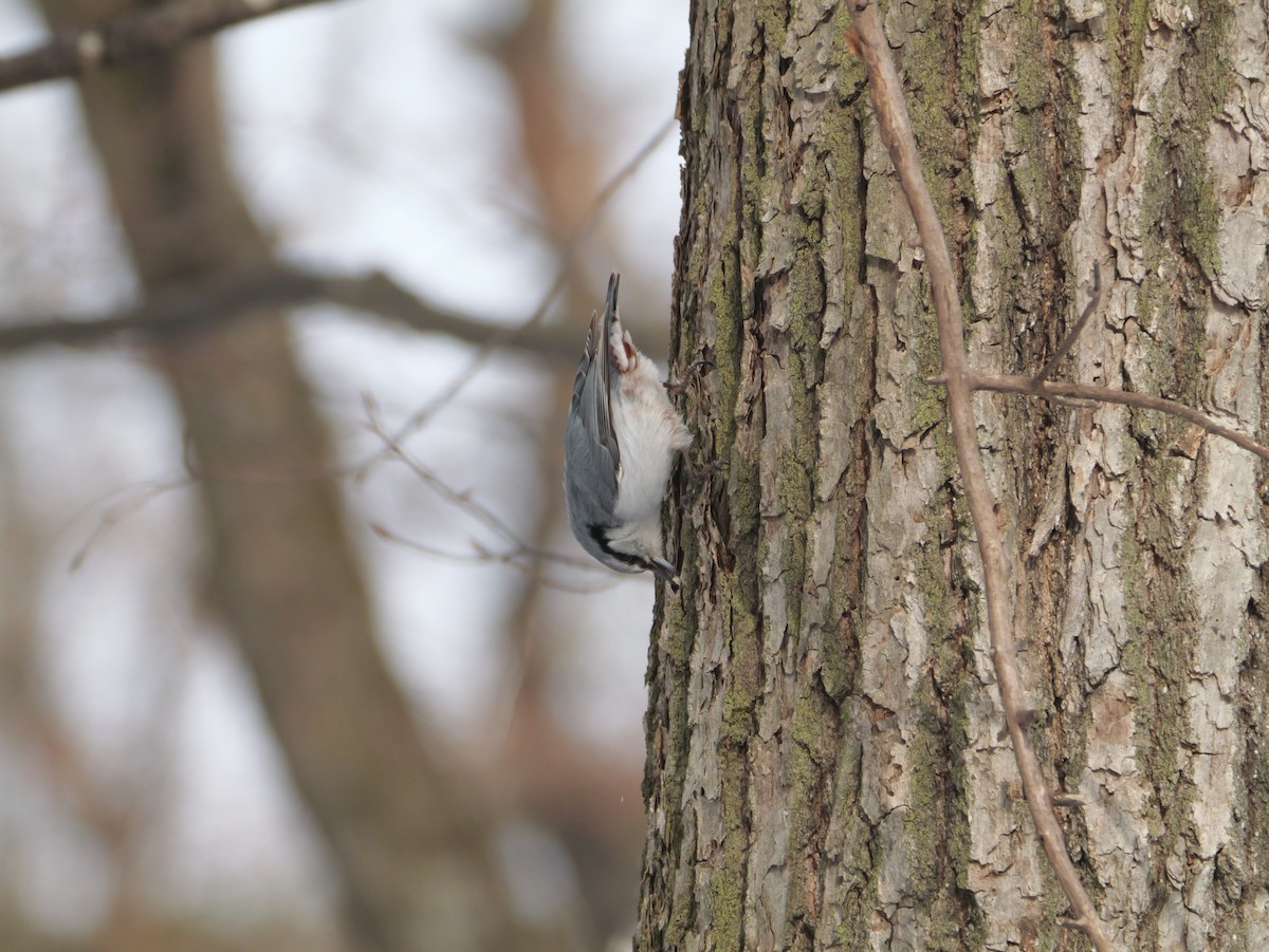 Eurasian Nuthatch - ML632175589