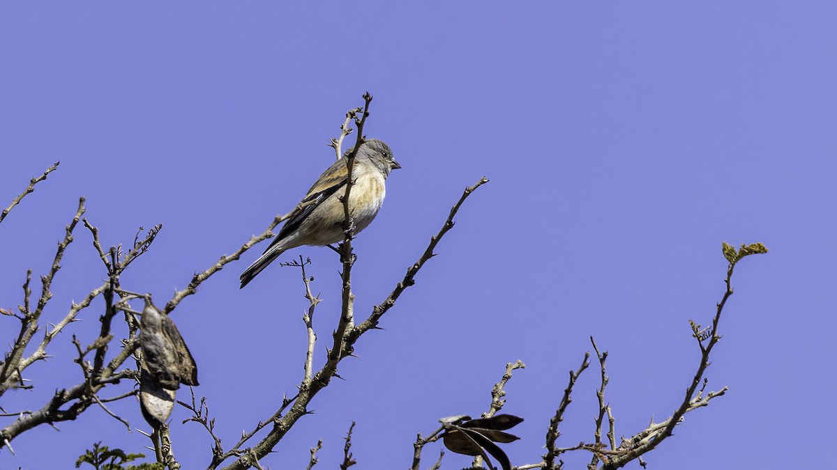Yemen Linnet - ML632175619