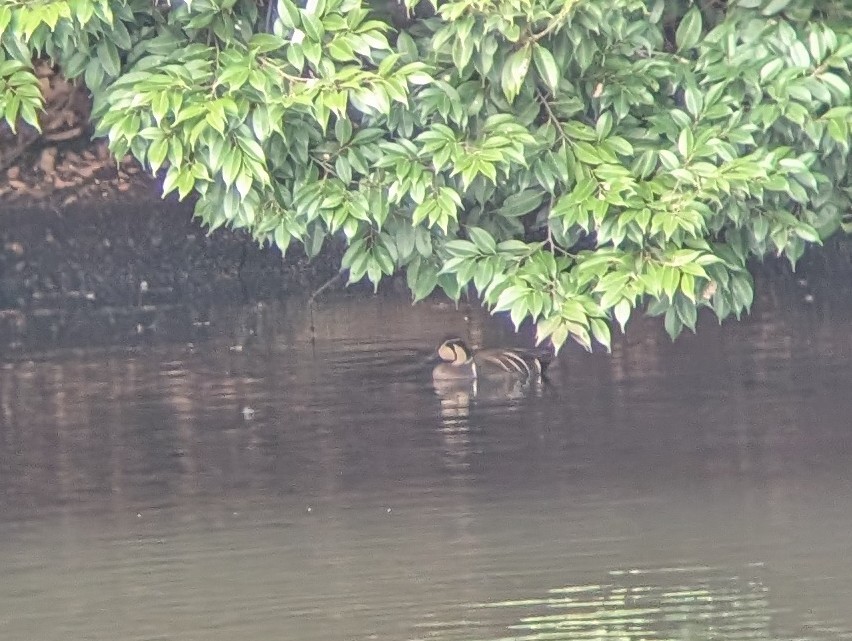 Baikal Teal - ML632175655