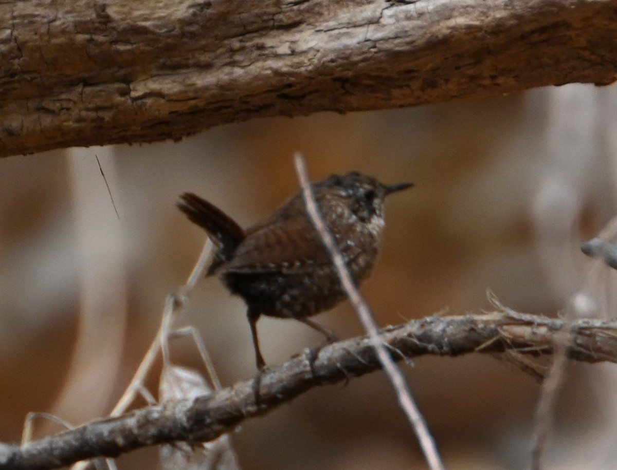 Winter Wren - ML632175744