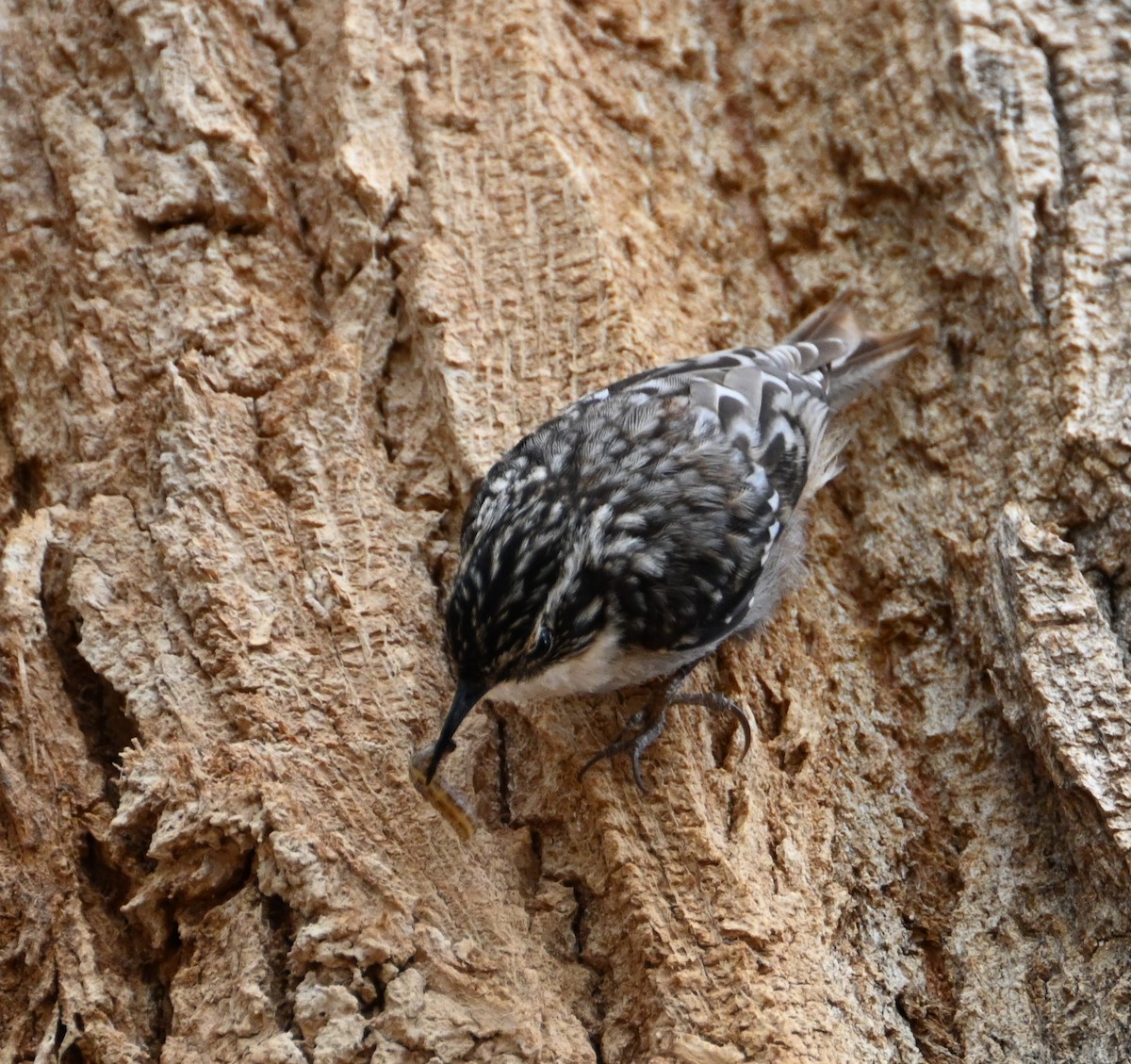 Brown Creeper - ML632175748