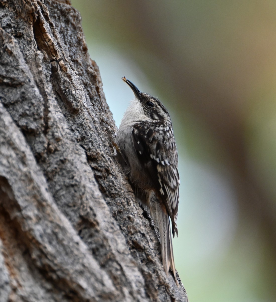 Brown Creeper - ML632175749