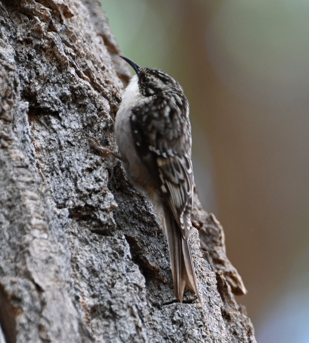 Brown Creeper - ML632175750