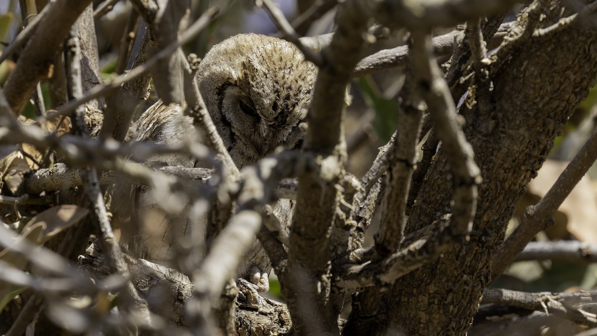 Arabian Scops-Owl - ML632175791