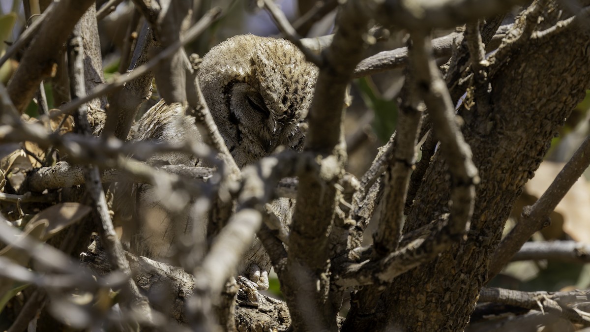 Arabian Scops-Owl - ML632175792