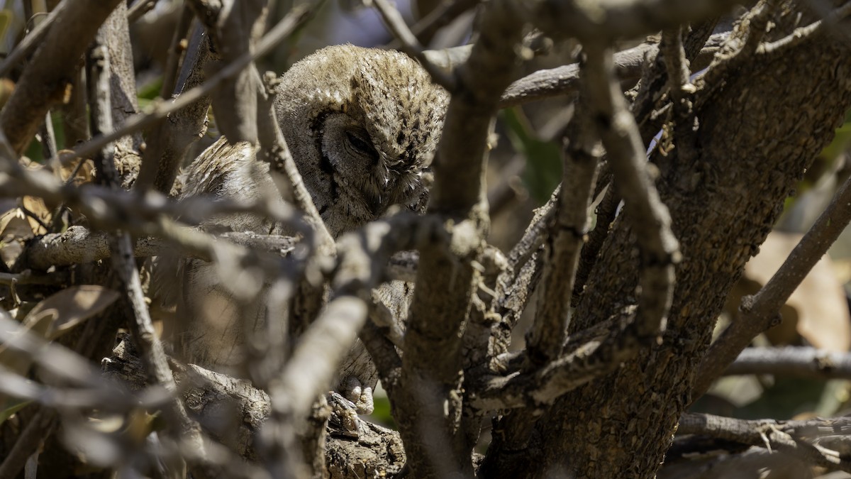 Arabian Scops-Owl - ML632175793